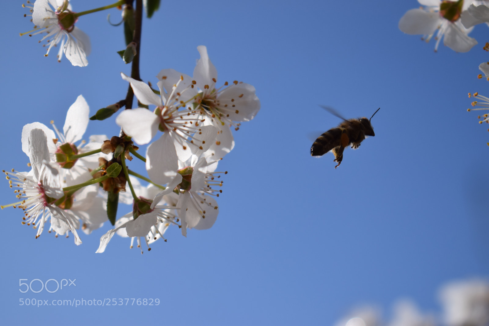 Nikon D5300 sample photo. Fly away photography