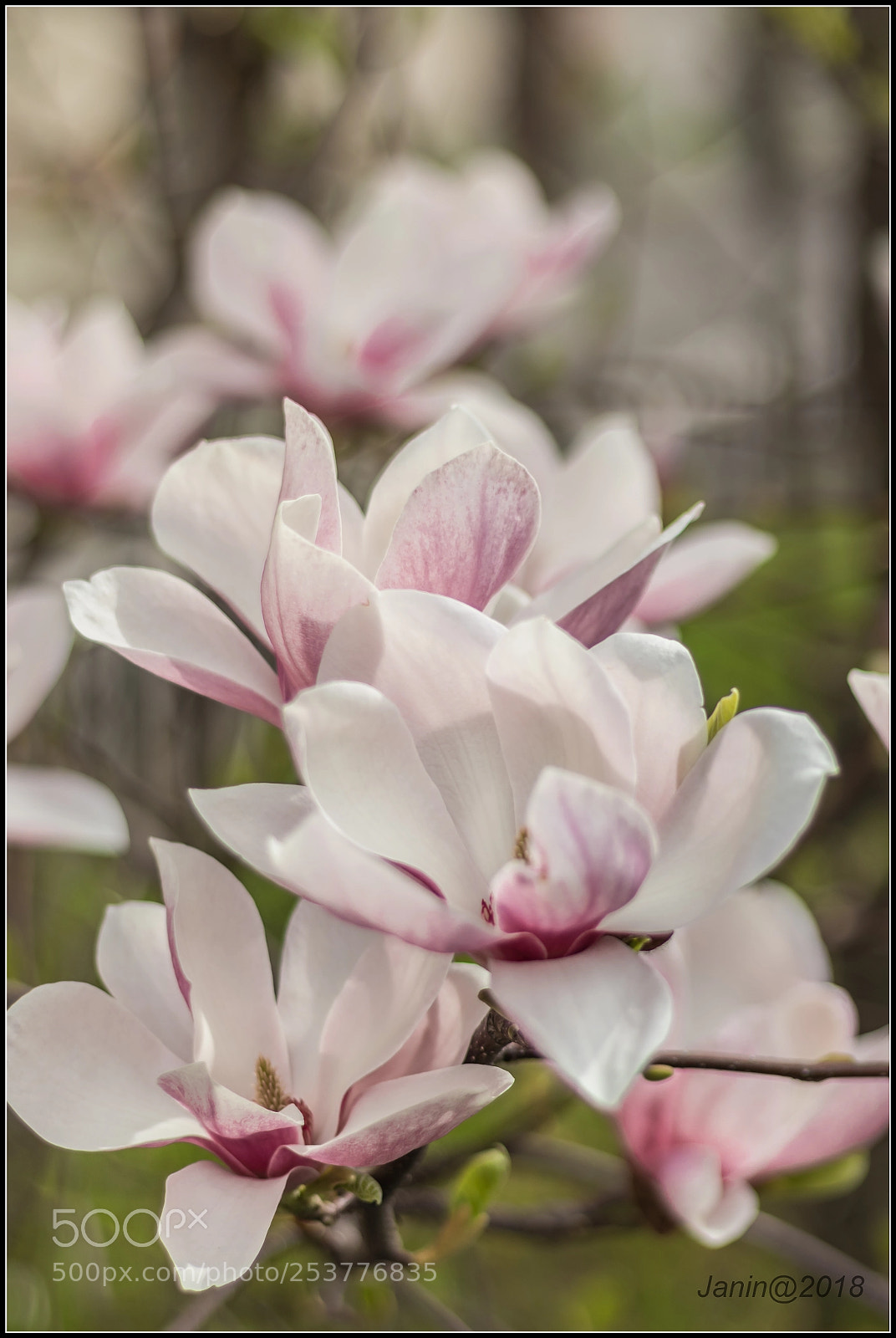 Canon EOS 77D (EOS 9000D / EOS 770D) sample photo. Ikebana of magnolia flowers photography