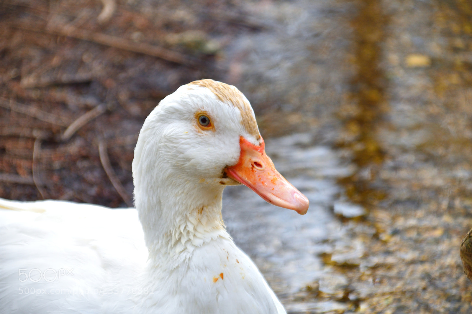 Nikon D3400 sample photo. Hello photography