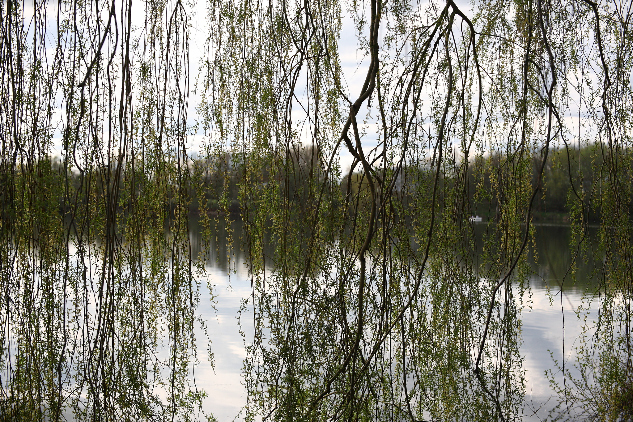Canon EF 35-80mm f/4-5.6 sample photo. Willow photography