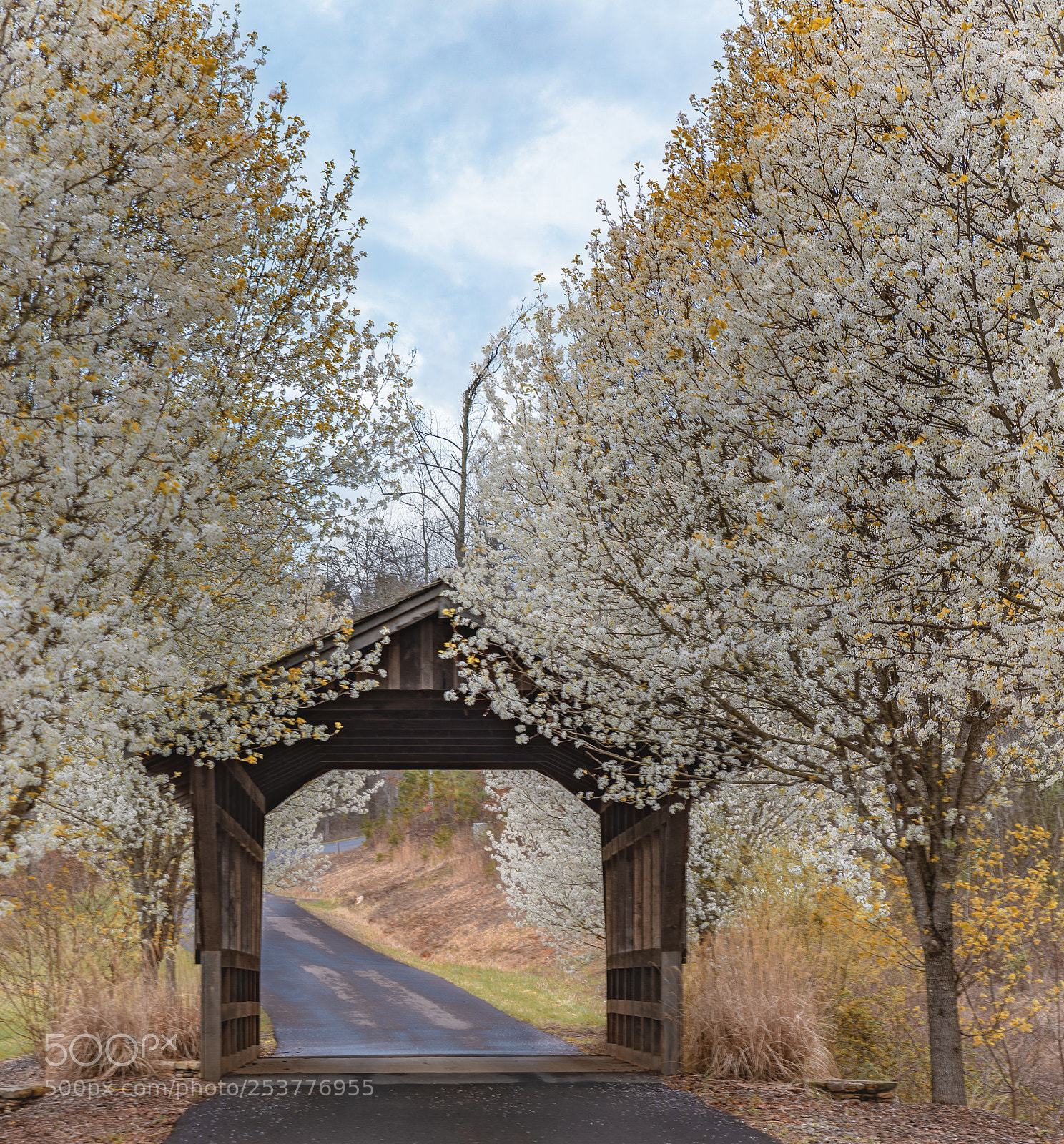 Nikon D610 sample photo. Covered bridge photography