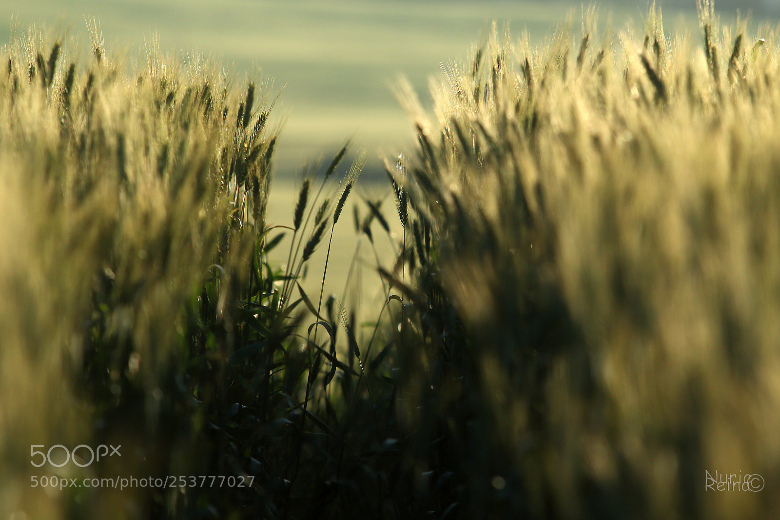 Canon EOS 70D sample photo. Untitled photography