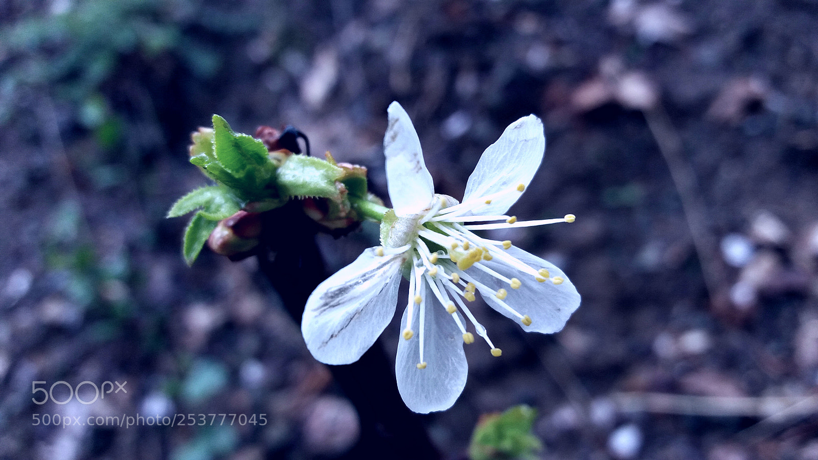 Samsung Galaxy J5(2016) sample photo. Untitled photography