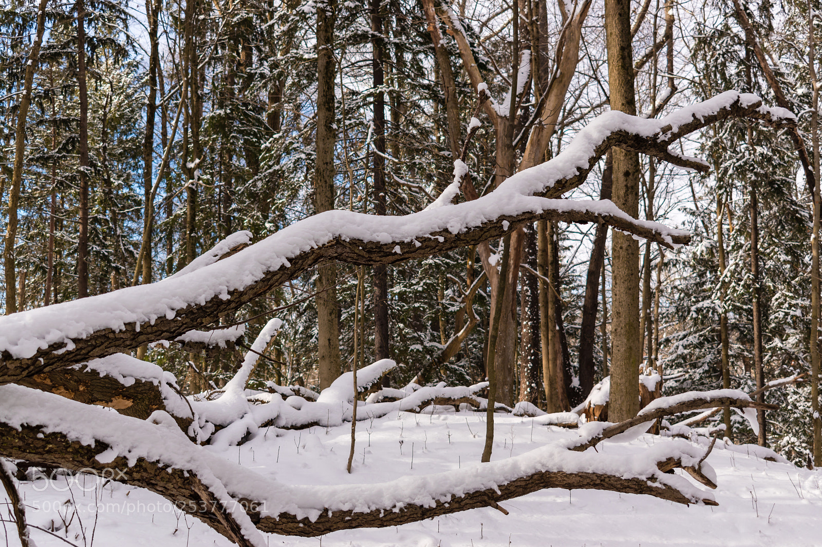 Nikon D5500 sample photo. Winter woods hiking photography