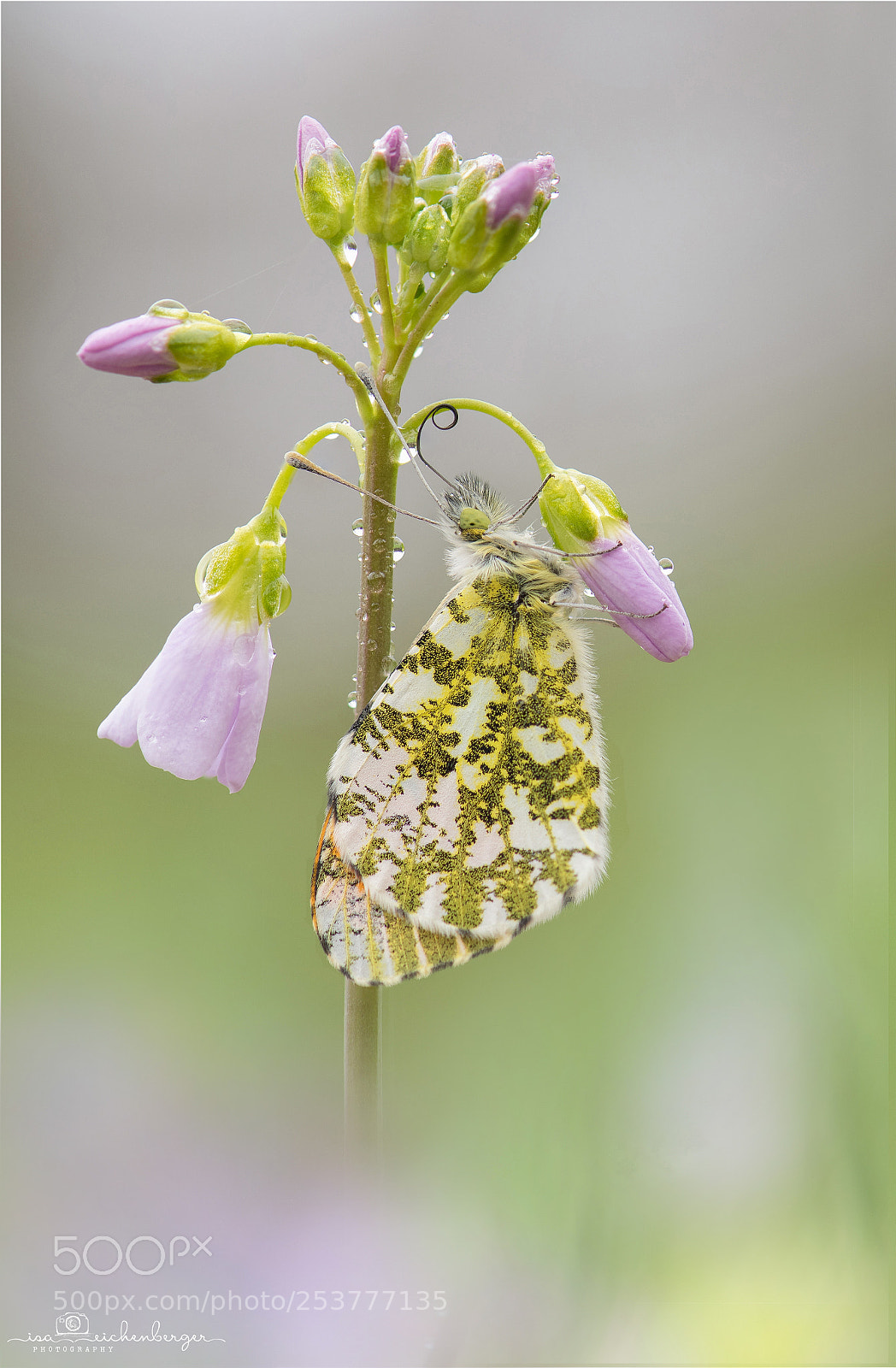 Nikon D850 sample photo. Thirsty butterfly photography