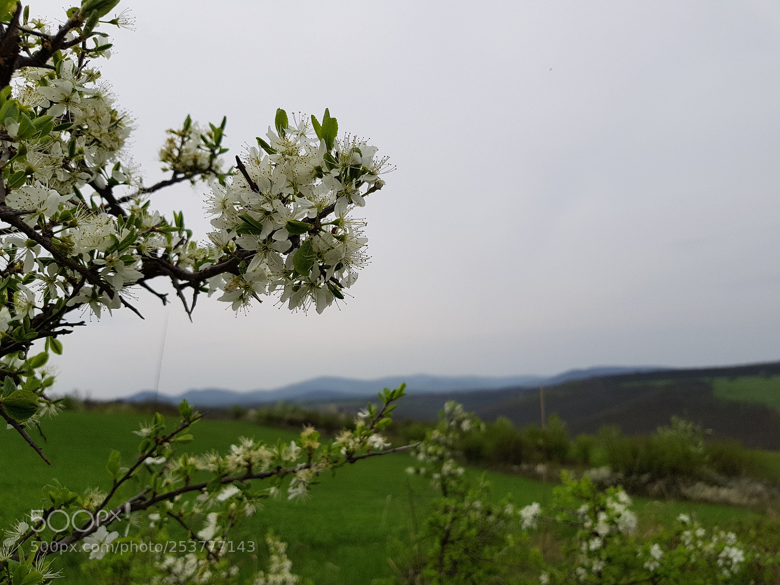 Samsung Galaxy S8+ sample photo. White spring photography