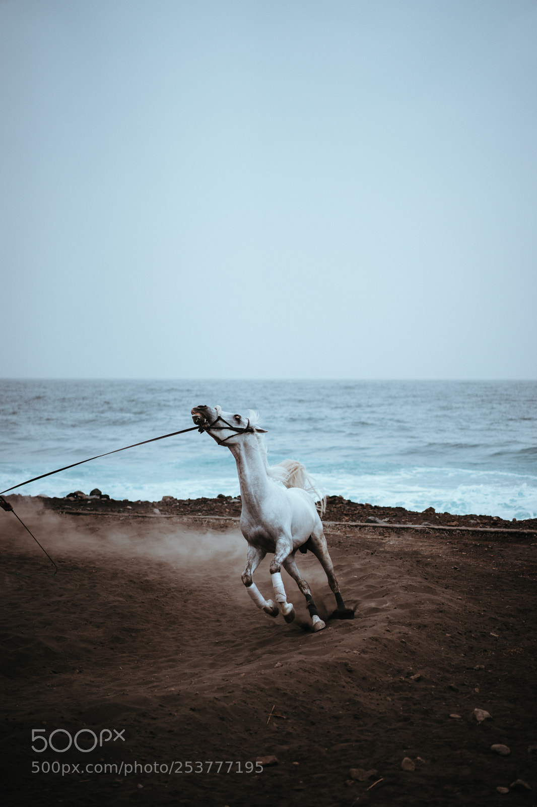 Sony a7 II sample photo. Beautiful white horse run photography
