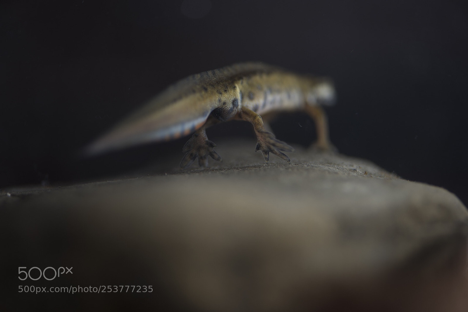 Nikon D810 sample photo. Newt  photography