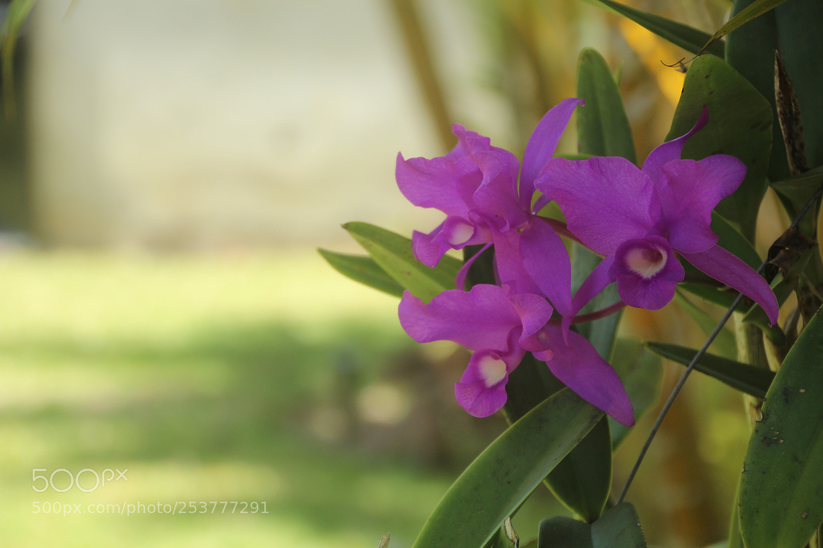Canon EOS 600D (Rebel EOS T3i / EOS Kiss X5) sample photo. Untitled photography