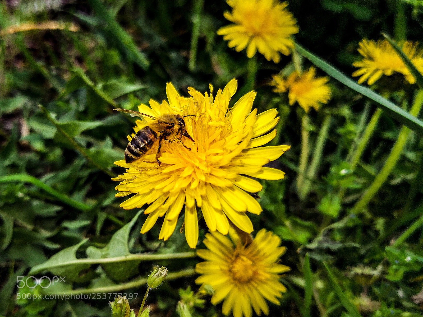 HUAWEI Mate 10 Pro sample photo. Untitled photography