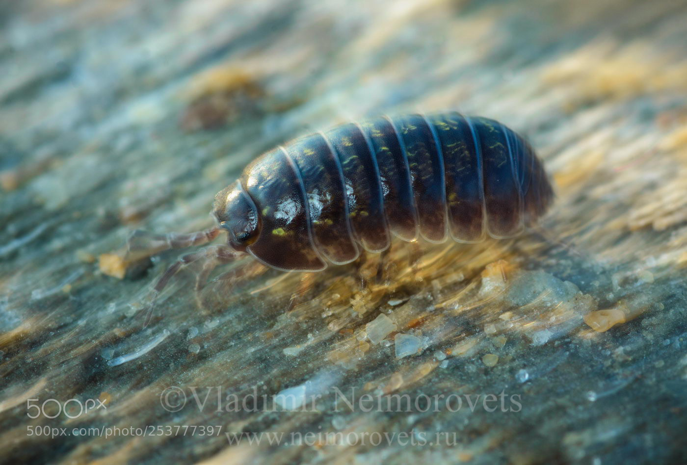 Canon EOS 50D sample photo. Armadillidium vulgare img photography