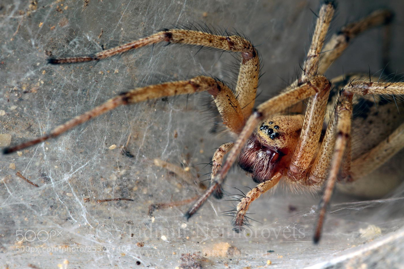 Canon EOS 50D sample photo. Agelena orientalis img photography