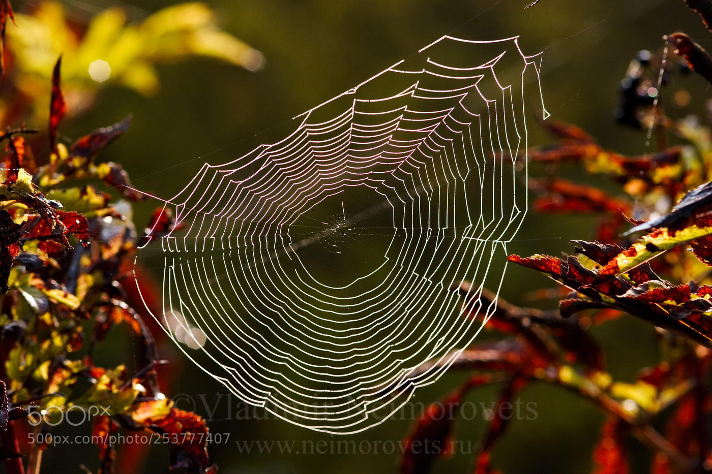 Canon EOS 20D sample photo. Araneus sp mg photography