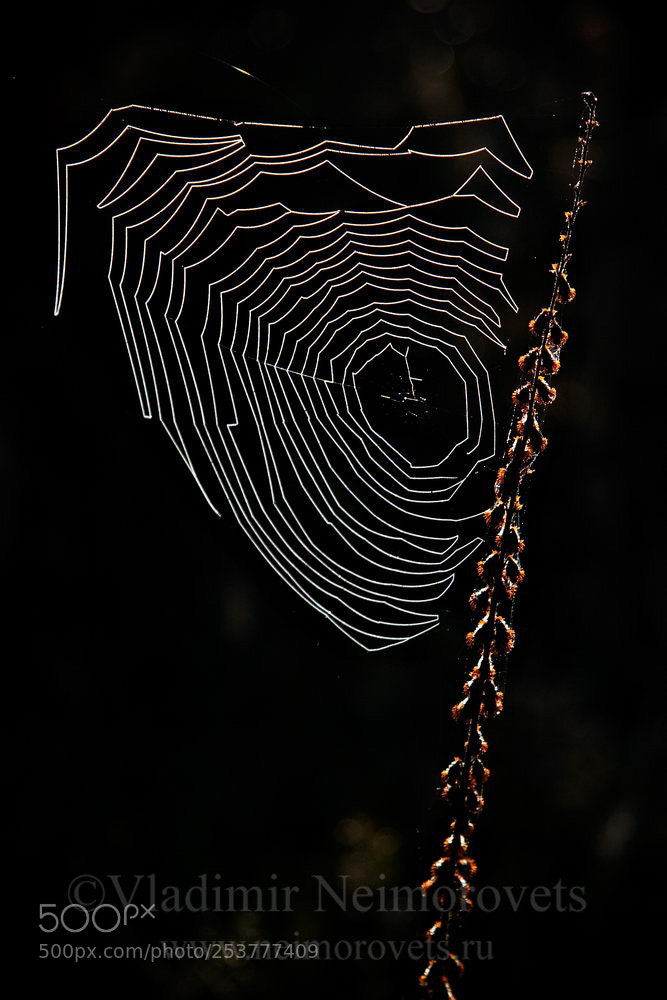 Canon EOS 20D sample photo. Araneus sp mg photography