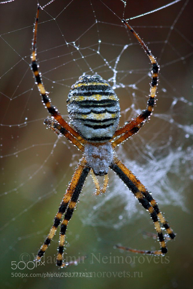 Canon EOS 20D sample photo. Argiope bruennichi mg photography
