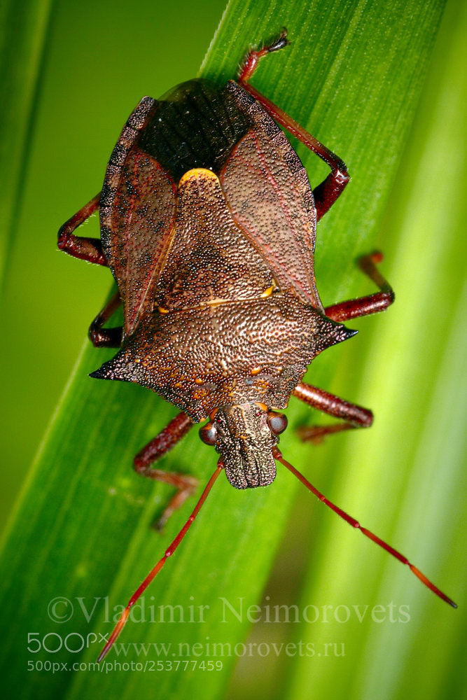 Canon EOS 50D sample photo. Picromerus bidens img photography