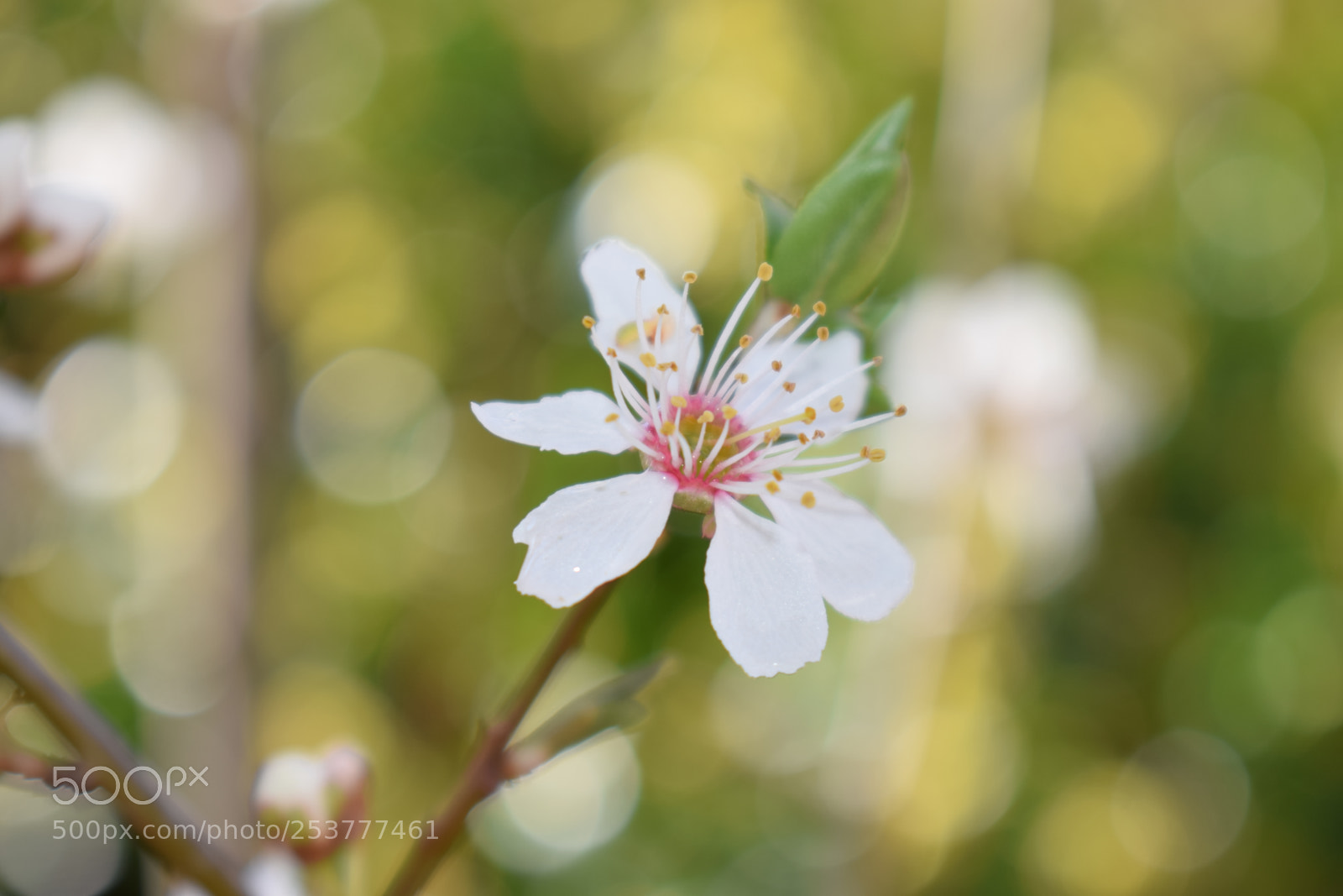 Nikon D5300 sample photo. Plum tree blossom photography