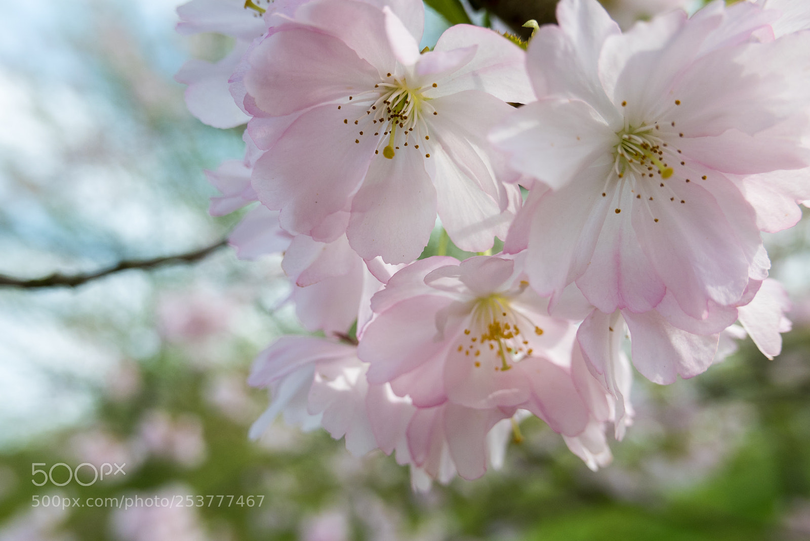 Panasonic Lumix DMC-LX100 sample photo. Hanami photography