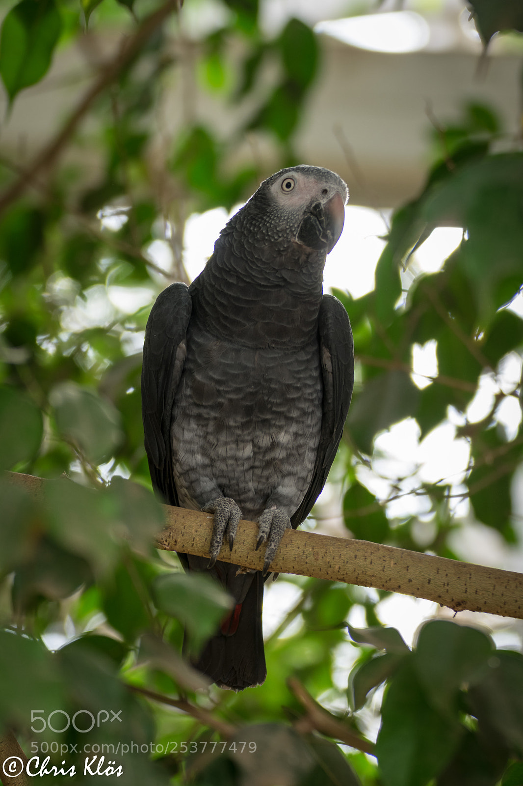 Nikon D3400 sample photo. Bird photography