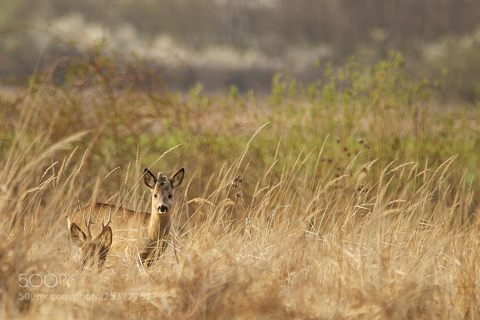 Canon EOS 700D (EOS Rebel T5i / EOS Kiss X7i) sample photo. Horns photography