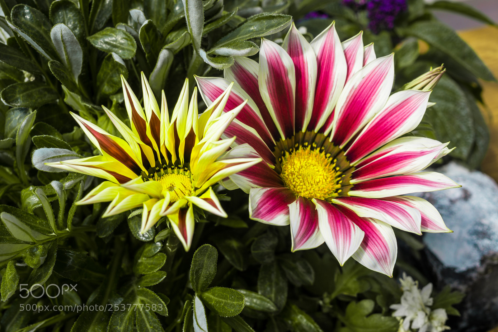 Sony a6000 sample photo. Magenta-gelb photography