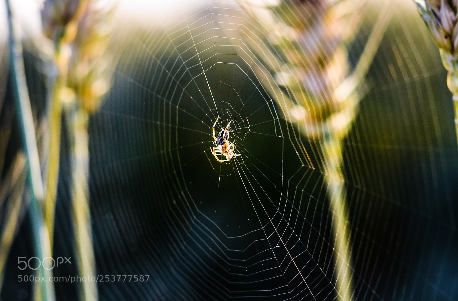 Nikon D7000 sample photo. Spider house photography