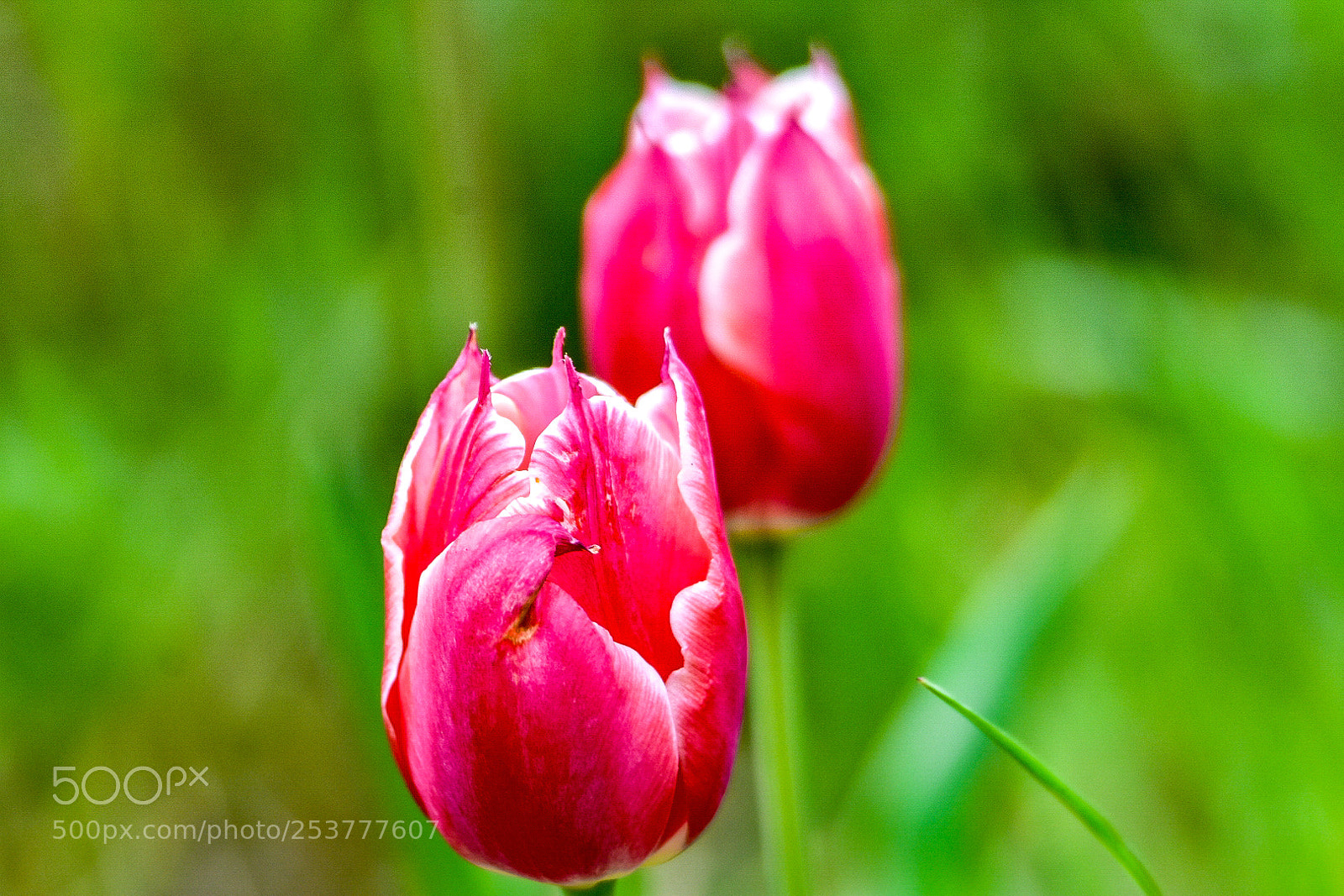 Nikon D3400 sample photo. Tulips photography