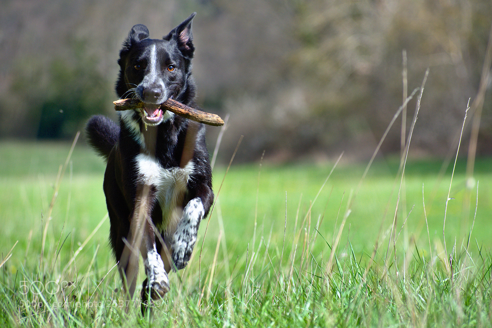 Nikon D5600 sample photo. Dog & stick photography