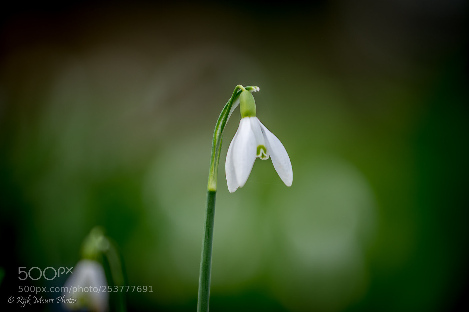Nikon D7200 sample photo. Snowdrop photography