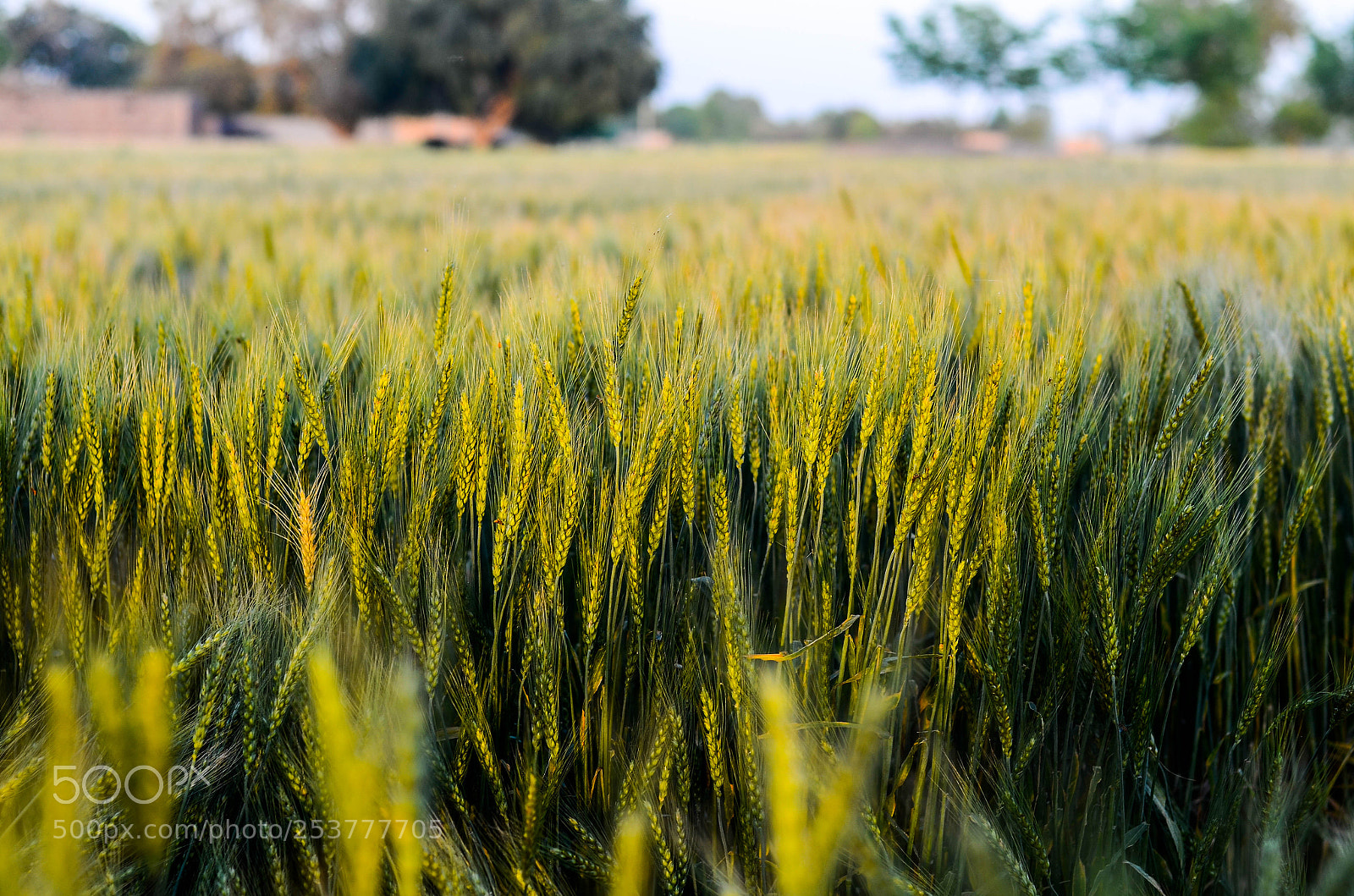 Nikon D7000 sample photo. Harvest time photography