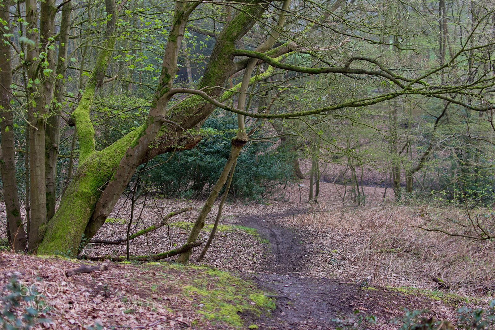 Nikon D3400 sample photo. Epping forest walk photography
