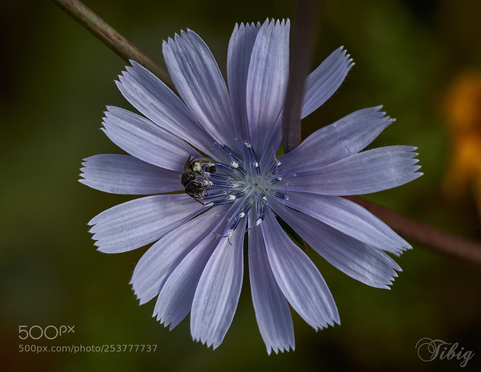 Nikon D500 sample photo. Chicory and bee photography