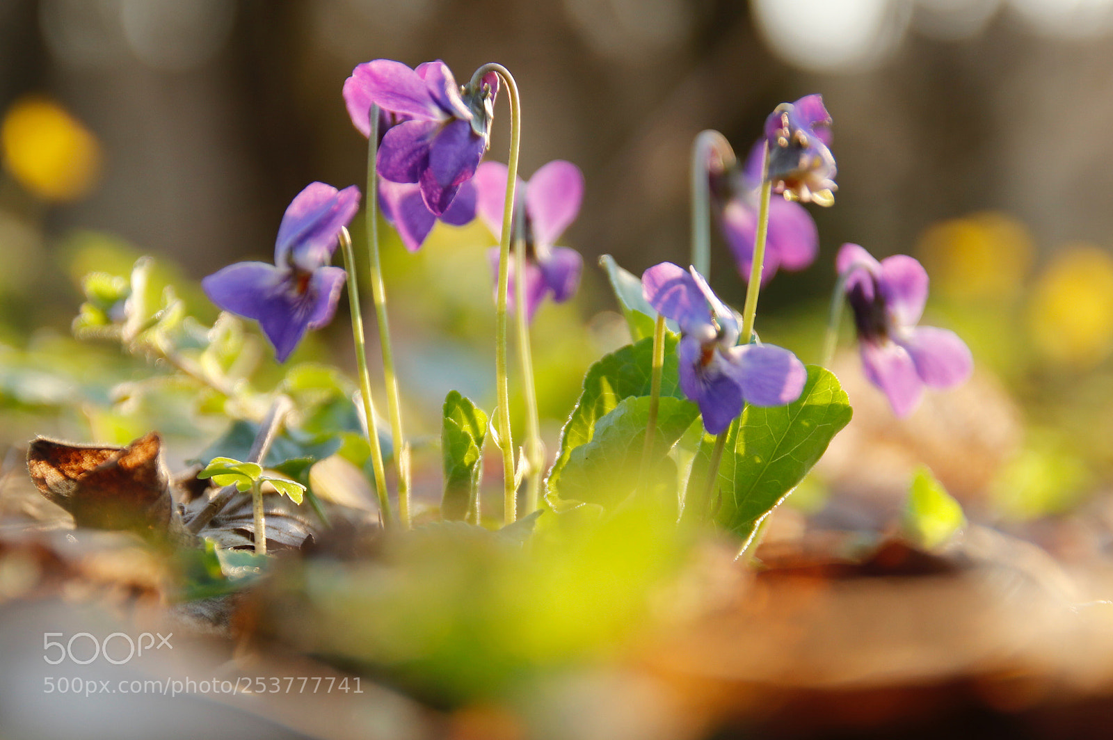 Canon EOS 800D (EOS Rebel T7i / EOS Kiss X9i) sample photo. Violets photography