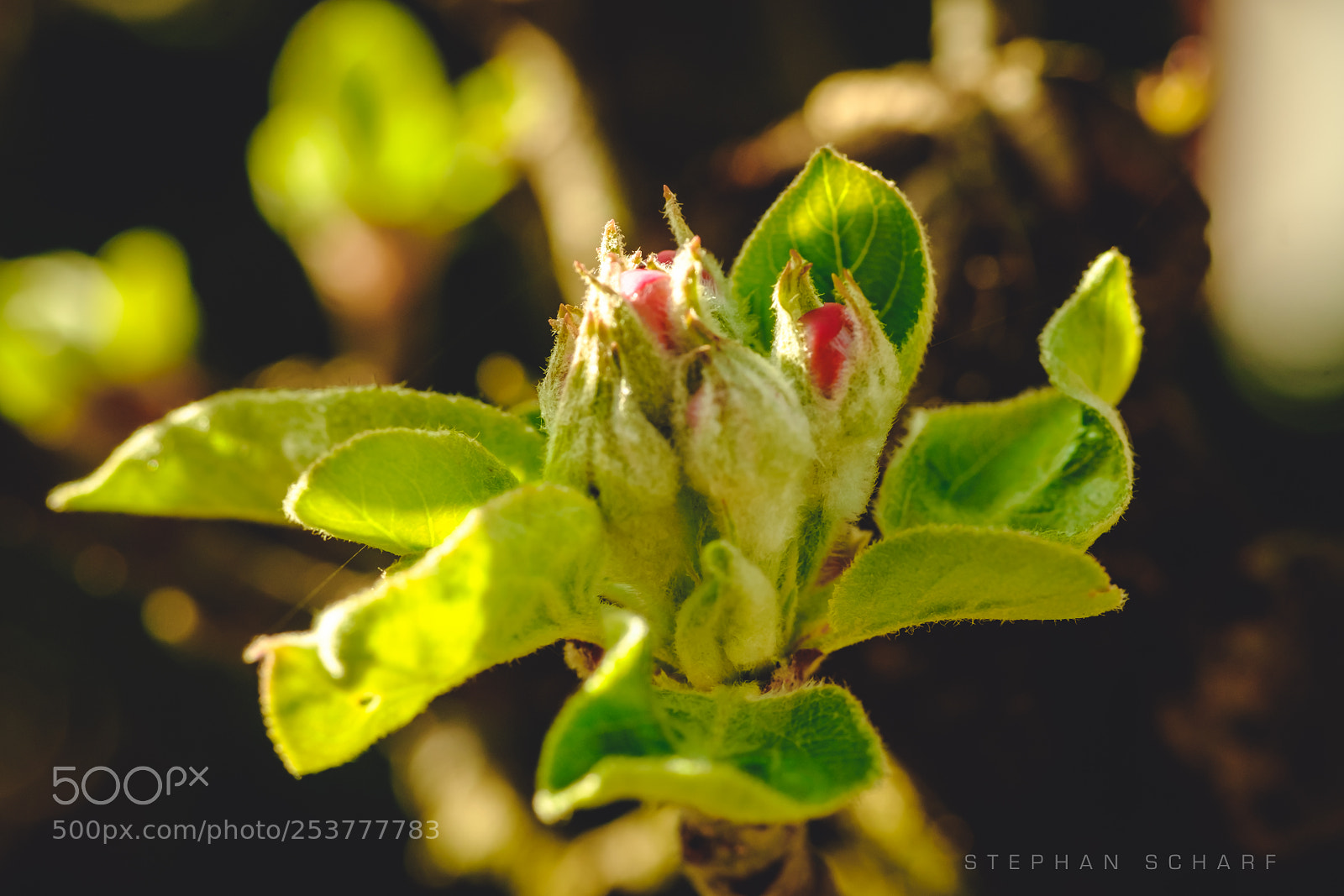 Fujifilm X-T10 sample photo. Apple bud photography