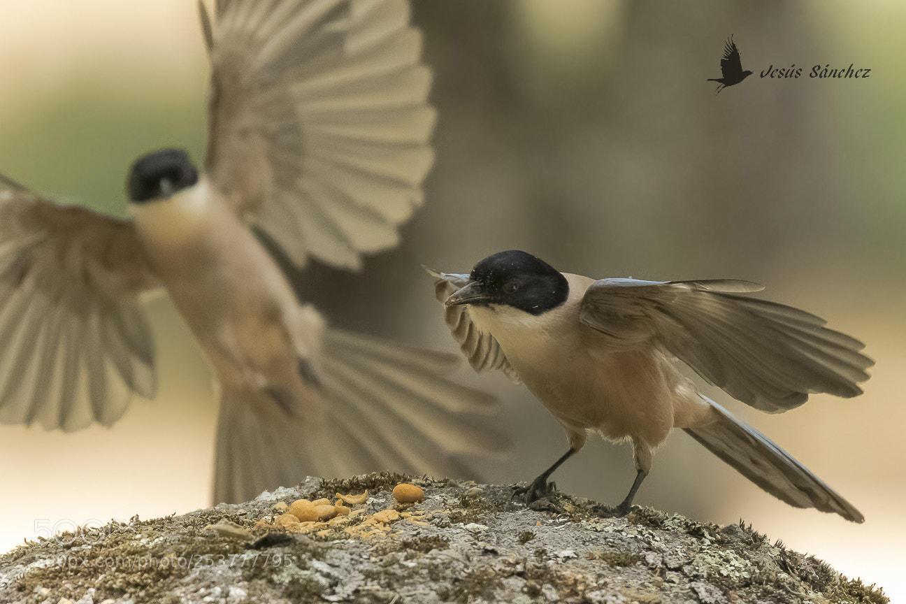 Canon EOS 7D Mark II sample photo. Rabilargo (cyanopica cyanus) photography
