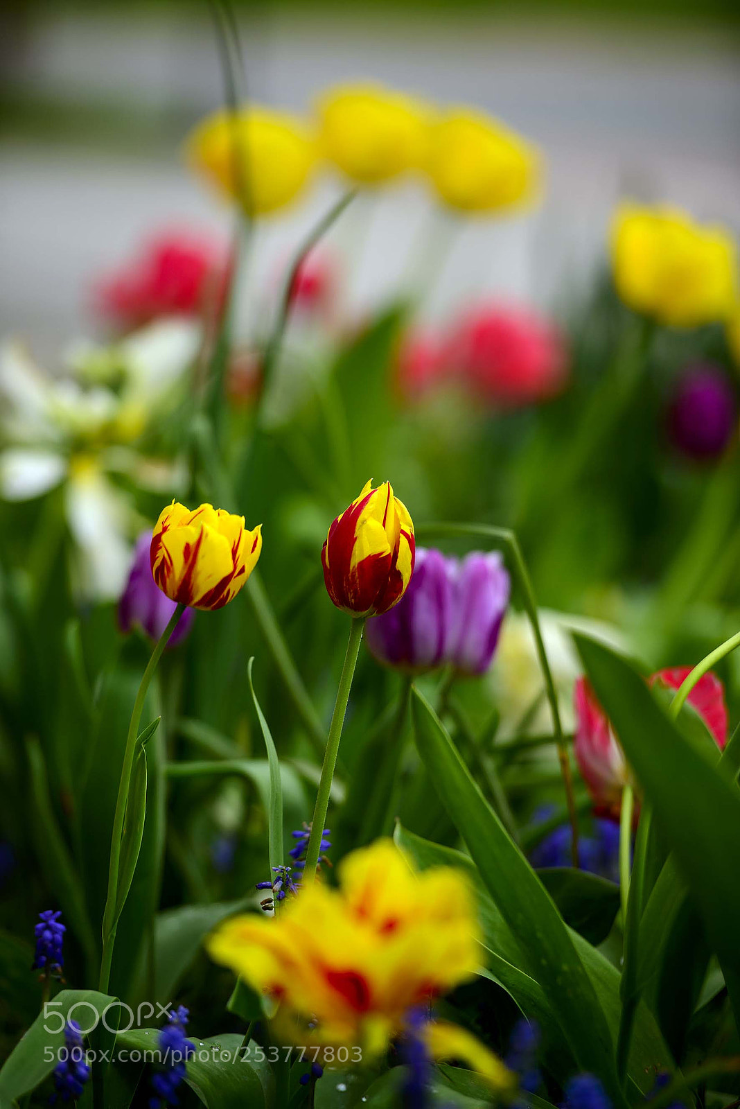 Nikon D800 sample photo. Tulips photography