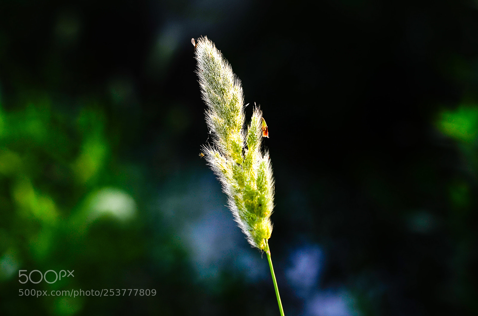Nikon D7000 sample photo. Insecty photography