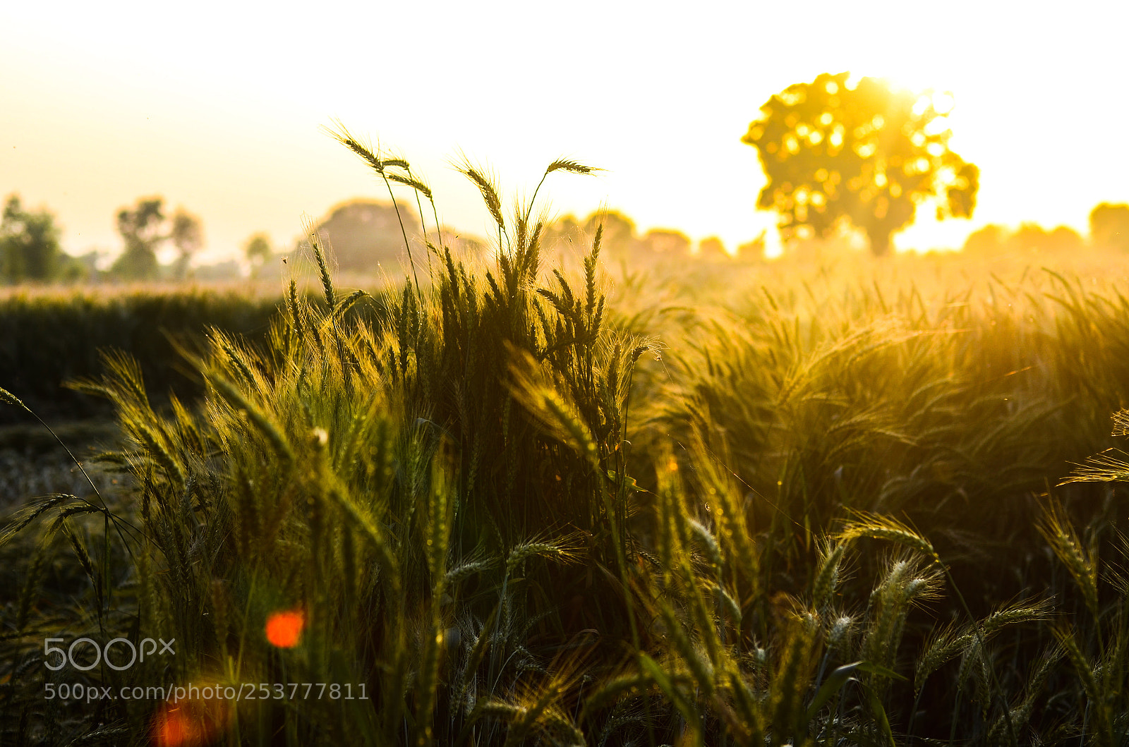 Nikon D7000 sample photo. Sunset photography
