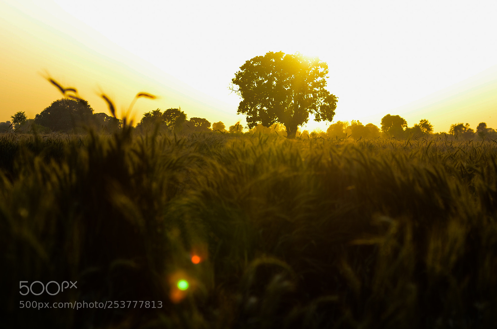Nikon D7000 sample photo. Nature love photography