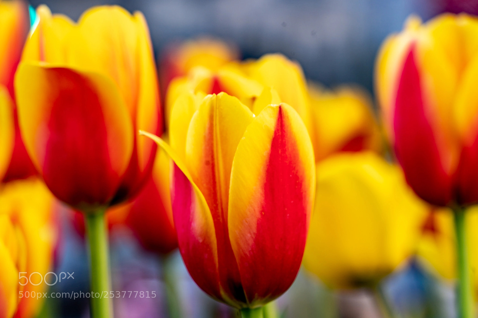 Sony a7 III sample photo. Tulips in tow photography