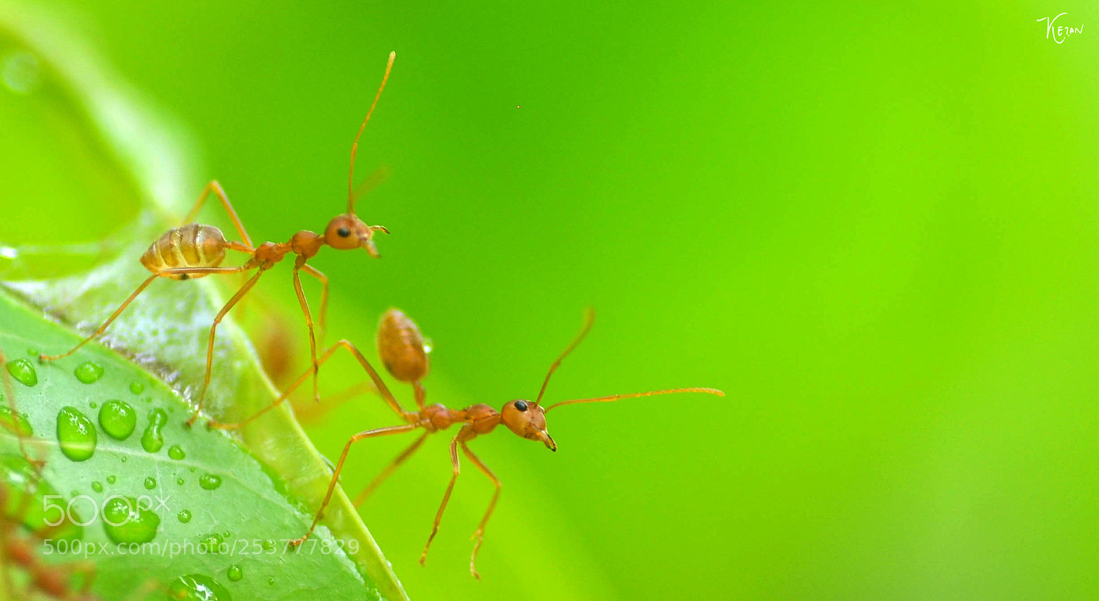 Nikon D7000 sample photo. Ants photography