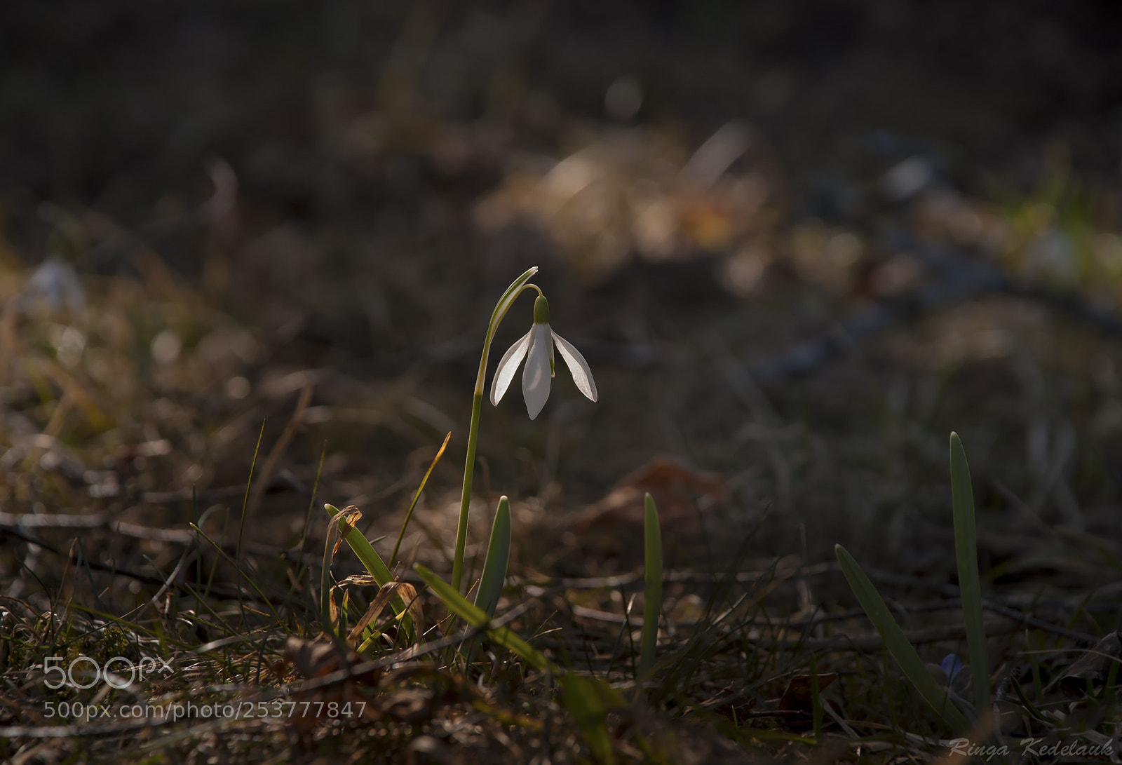 Nikon D80 sample photo. Snowdrop photography