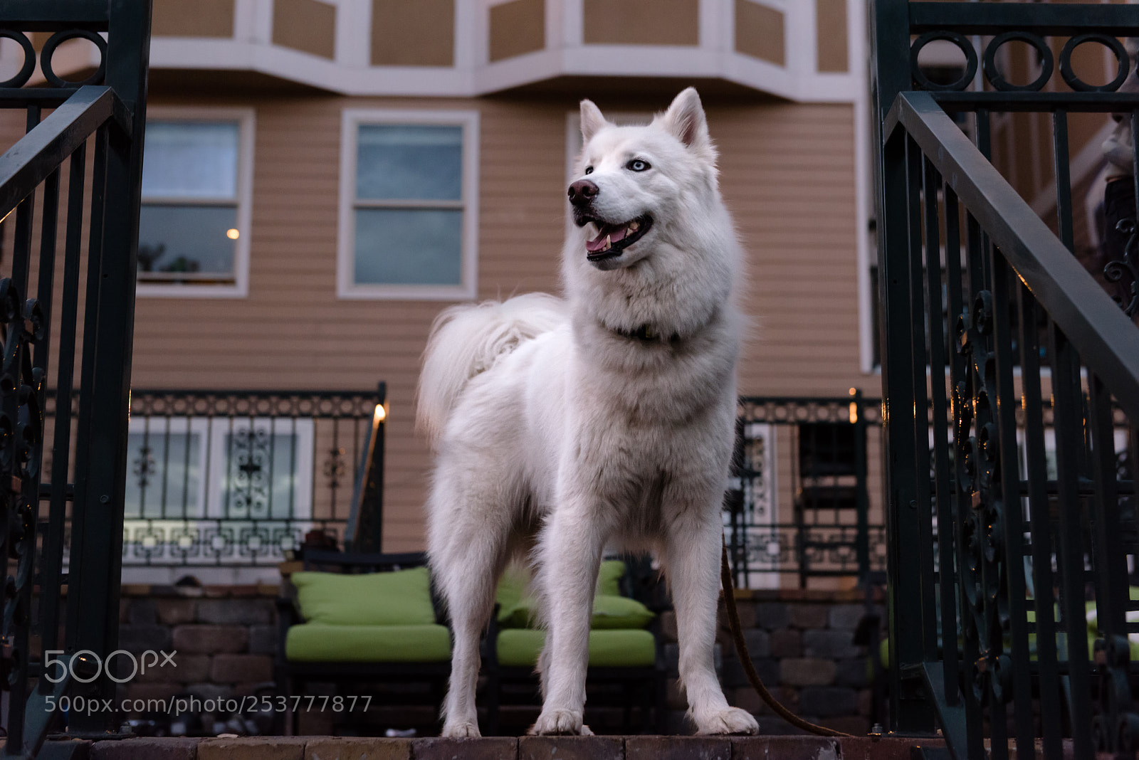 Nikon D810 sample photo. Alpha male husky surveying photography