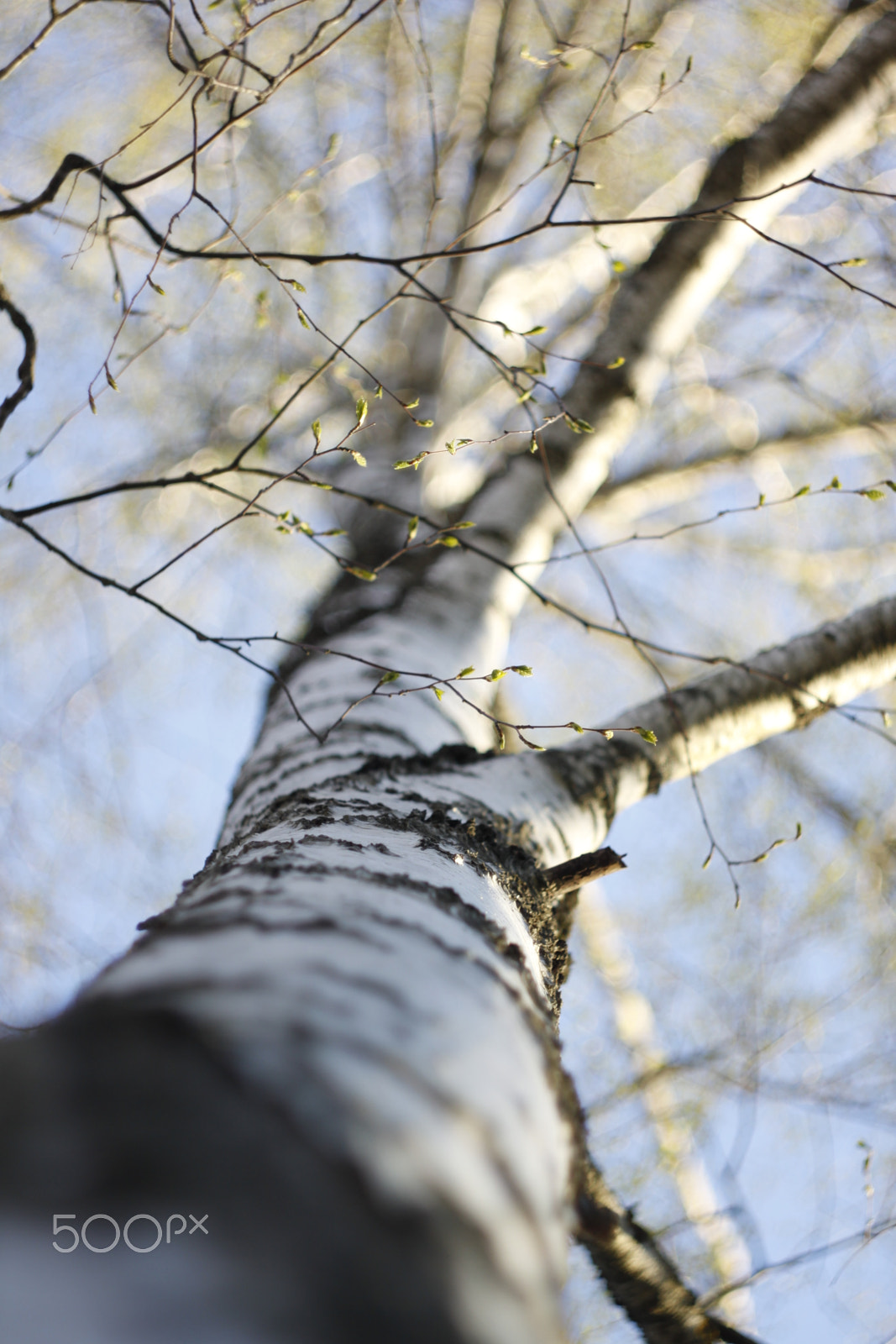 Canon EF 35-80mm f/4-5.6 sample photo. A beautiful tree photography