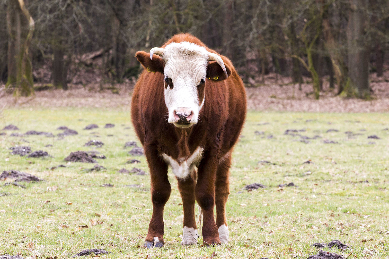 Canon EOS 700D (EOS Rebel T5i / EOS Kiss X7i) sample photo. Cow photography