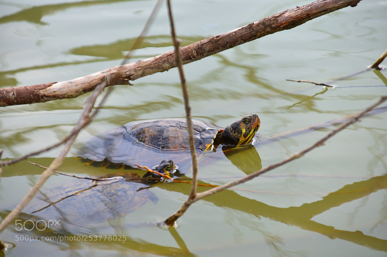 Nikon D3400 sample photo. Lazy turtles photography
