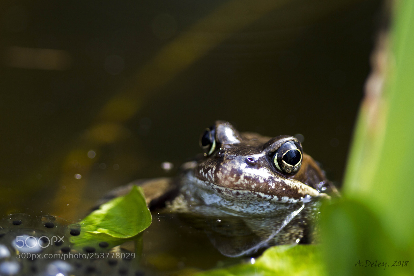 Canon EOS 700D (EOS Rebel T5i / EOS Kiss X7i) sample photo. Common frog with spawn photography