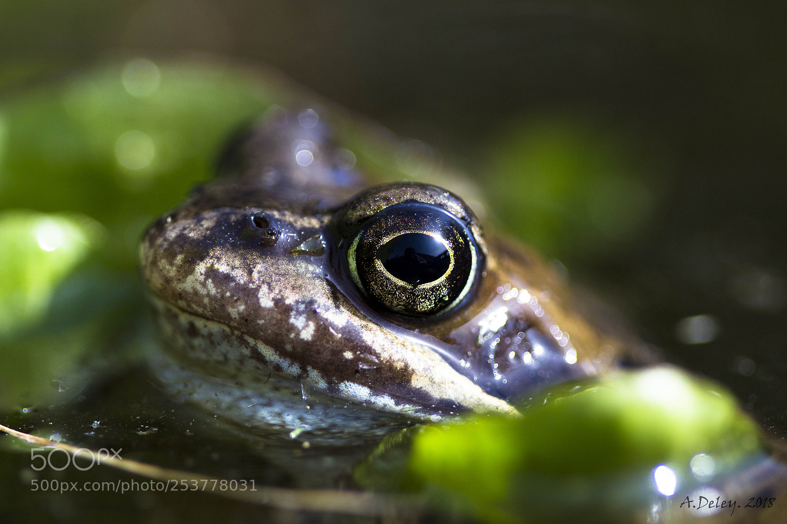 Canon EOS 700D (EOS Rebel T5i / EOS Kiss X7i) sample photo. Common frog portret photography
