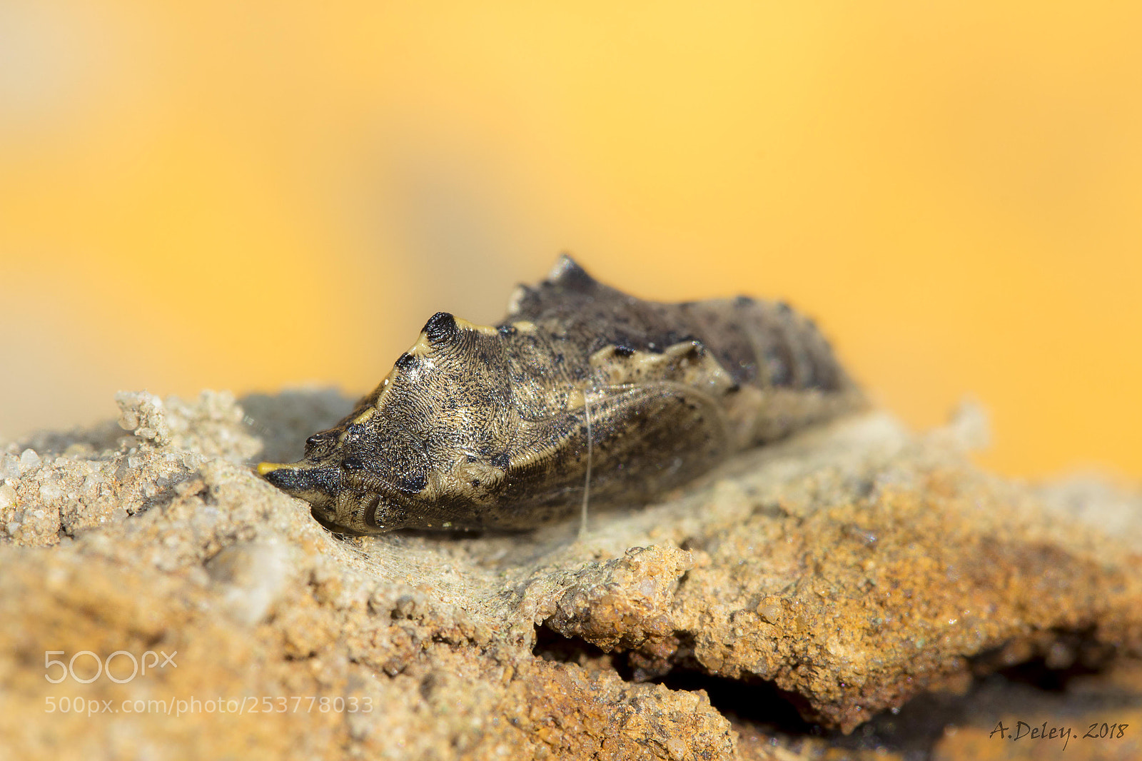 Canon EOS 700D (EOS Rebel T5i / EOS Kiss X7i) sample photo. Small white pupa photography