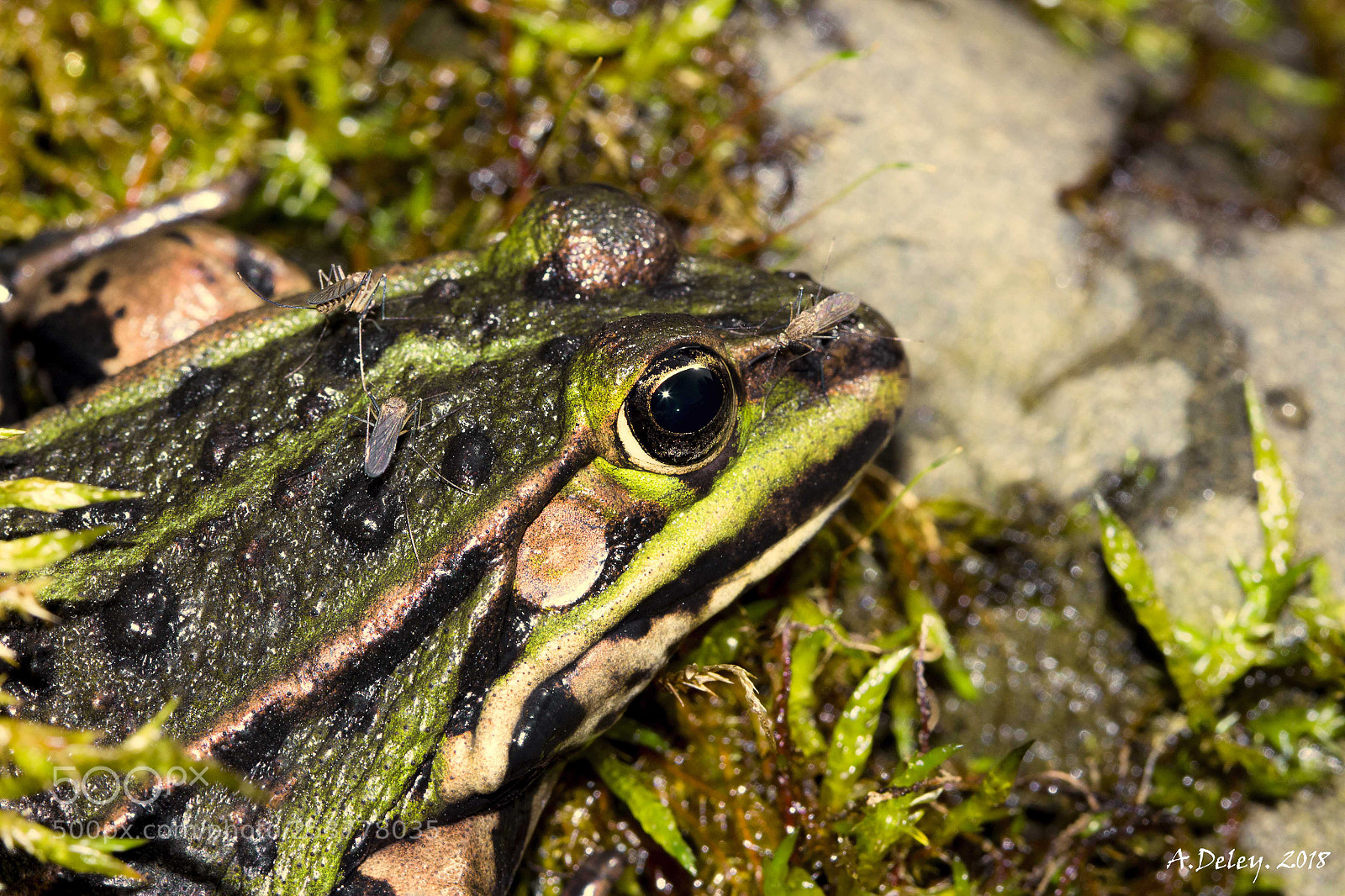 Canon EOS 700D (EOS Rebel T5i / EOS Kiss X7i) sample photo. Marsh frog with mosquitos photography